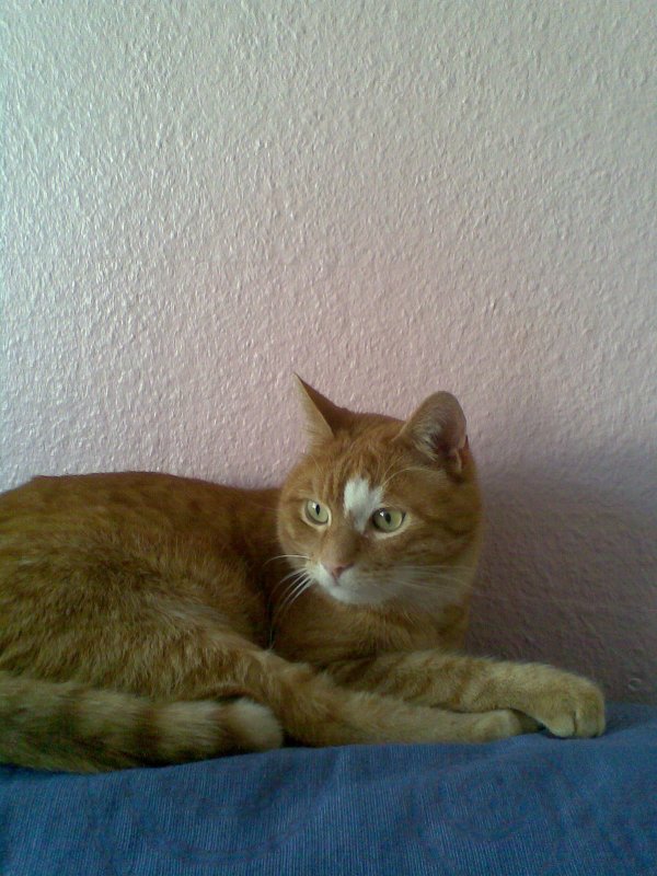 Kater Sammy auf der Sofalehne
